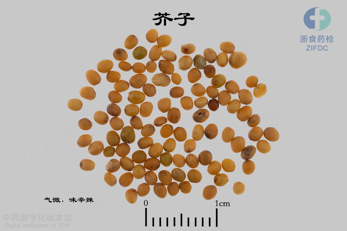 芥子 标本影像